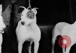 Standbild Mid West Dog Show Chicago Illinois USA, 1930, aus Sekunde 29 historischem Filmmaterial Videoclip 65675056182