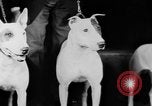 Standbild Mid West Dog Show Chicago Illinois USA, 1930, aus Sekunde 30 historischem Filmmaterial Videoclip 65675056182