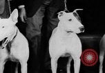 Standbild Mid West Dog Show Chicago Illinois USA, 1930, aus Sekunde 31 historischem Filmmaterial Videoclip 65675056182