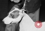 Standbild Mid West Dog Show Chicago Illinois USA, 1930, aus Sekunde 32 historischem Filmmaterial Videoclip 65675056182