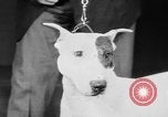 Standbild Mid West Dog Show Chicago Illinois USA, 1930, aus Sekunde 33 historischem Filmmaterial Videoclip 65675056182