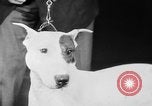 Standbild Mid West Dog Show Chicago Illinois USA, 1930, aus Sekunde 34 historischem Filmmaterial Videoclip 65675056182