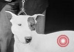 Standbild Mid West Dog Show Chicago Illinois USA, 1930, aus Sekunde 35 historischem Filmmaterial Videoclip 65675056182