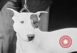 Standbild Mid West Dog Show Chicago Illinois USA, 1930, aus Sekunde 36 historischem Filmmaterial Videoclip 65675056182