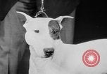 Standbild Mid West Dog Show Chicago Illinois USA, 1930, aus Sekunde 37 historischem Filmmaterial Videoclip 65675056182