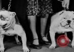 Standbild Mid West Dog Show Chicago Illinois USA, 1930, aus Sekunde 38 historischem Filmmaterial Videoclip 65675056182
