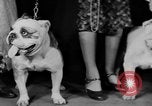 Standbild Mid West Dog Show Chicago Illinois USA, 1930, aus Sekunde 39 historischem Filmmaterial Videoclip 65675056182