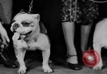 Standbild Mid West Dog Show Chicago Illinois USA, 1930, aus Sekunde 40 historischem Filmmaterial Videoclip 65675056182