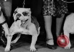 Standbild Mid West Dog Show Chicago Illinois USA, 1930, aus Sekunde 41 historischem Filmmaterial Videoclip 65675056182