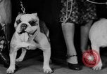 Standbild Mid West Dog Show Chicago Illinois USA, 1930, aus Sekunde 42 historischem Filmmaterial Videoclip 65675056182