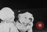 Standbild Mid West Dog Show Chicago Illinois USA, 1930, aus Sekunde 47 historischem Filmmaterial Videoclip 65675056182