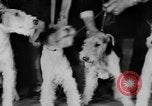 Standbild Mid West Dog Show Chicago Illinois USA, 1930, aus Sekunde 48 historischem Filmmaterial Videoclip 65675056182