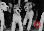 Standbild Mid West Dog Show Chicago Illinois USA, 1930, aus Sekunde 49 historischem Filmmaterial Videoclip 65675056182