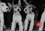 Standbild Mid West Dog Show Chicago Illinois USA, 1930, aus Sekunde 50 historischem Filmmaterial Videoclip 65675056182