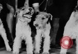 Standbild Mid West Dog Show Chicago Illinois USA, 1930, aus Sekunde 51 historischem Filmmaterial Videoclip 65675056182