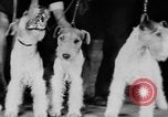 Standbild Mid West Dog Show Chicago Illinois USA, 1930, aus Sekunde 52 historischem Filmmaterial Videoclip 65675056182