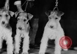 Standbild Mid West Dog Show Chicago Illinois USA, 1930, aus Sekunde 53 historischem Filmmaterial Videoclip 65675056182