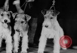 Standbild Mid West Dog Show Chicago Illinois USA, 1930, aus Sekunde 54 historischem Filmmaterial Videoclip 65675056182