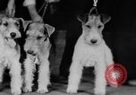 Standbild Mid West Dog Show Chicago Illinois USA, 1930, aus Sekunde 55 historischem Filmmaterial Videoclip 65675056182