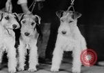 Standbild Mid West Dog Show Chicago Illinois USA, 1930, aus Sekunde 56 historischem Filmmaterial Videoclip 65675056182