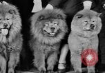Standbild Mid West Dog Show Chicago Illinois USA, 1930, aus Sekunde 57 historischem Filmmaterial Videoclip 65675056182