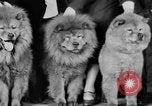 Standbild Mid West Dog Show Chicago Illinois USA, 1930, aus Sekunde 58 historischem Filmmaterial Videoclip 65675056182