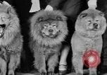 Standbild Mid West Dog Show Chicago Illinois USA, 1930, aus Sekunde 59 historischem Filmmaterial Videoclip 65675056182