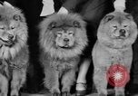 Standbild Mid West Dog Show Chicago Illinois USA, 1930, aus Sekunde 60 historischem Filmmaterial Videoclip 65675056182