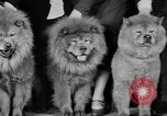 Standbild Mid West Dog Show Chicago Illinois USA, 1930, aus Sekunde 61 historischem Filmmaterial Videoclip 65675056182