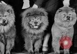 Standbild Mid West Dog Show Chicago Illinois USA, 1930, aus Sekunde 62 historischem Filmmaterial Videoclip 65675056182