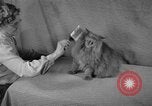 Image of 39th Annual Cat Show New York United States USA, 1941, second 8 stock footage video 65675056193