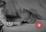 Image of 39th Annual Cat Show New York United States USA, 1941, second 9 stock footage video 65675056193