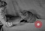 Image of 39th Annual Cat Show New York United States USA, 1941, second 10 stock footage video 65675056193