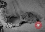 Image of 39th Annual Cat Show New York United States USA, 1941, second 11 stock footage video 65675056193
