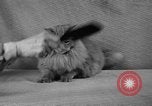 Image of 39th Annual Cat Show New York United States USA, 1941, second 12 stock footage video 65675056193