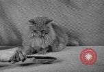 Image of 39th Annual Cat Show New York United States USA, 1941, second 13 stock footage video 65675056193