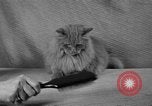 Image of 39th Annual Cat Show New York United States USA, 1941, second 14 stock footage video 65675056193