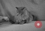 Image of 39th Annual Cat Show New York United States USA, 1941, second 15 stock footage video 65675056193