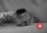 Image of 39th Annual Cat Show New York United States USA, 1941, second 16 stock footage video 65675056193