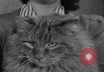 Image of 39th Annual Cat Show New York United States USA, 1941, second 19 stock footage video 65675056193