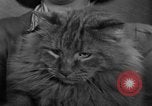 Image of 39th Annual Cat Show New York United States USA, 1941, second 20 stock footage video 65675056193