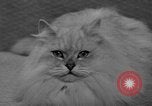 Image of 39th Annual Cat Show New York United States USA, 1941, second 21 stock footage video 65675056193