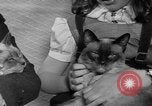 Image of 39th Annual Cat Show New York United States USA, 1941, second 23 stock footage video 65675056193