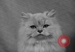 Image of 39th Annual Cat Show New York United States USA, 1941, second 34 stock footage video 65675056193