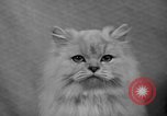 Image of 39th Annual Cat Show New York United States USA, 1941, second 35 stock footage video 65675056193