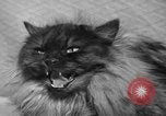 Image of 39th Annual Cat Show New York United States USA, 1941, second 36 stock footage video 65675056193