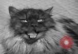 Image of 39th Annual Cat Show New York United States USA, 1941, second 37 stock footage video 65675056193