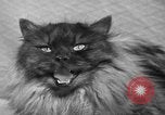 Image of 39th Annual Cat Show New York United States USA, 1941, second 38 stock footage video 65675056193