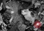 Image of 39th Annual Cat Show New York United States USA, 1941, second 39 stock footage video 65675056193