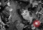 Image of 39th Annual Cat Show New York United States USA, 1941, second 40 stock footage video 65675056193